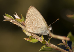Zizina otis labradus