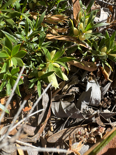 Kick Bush (Styphelia pallida)