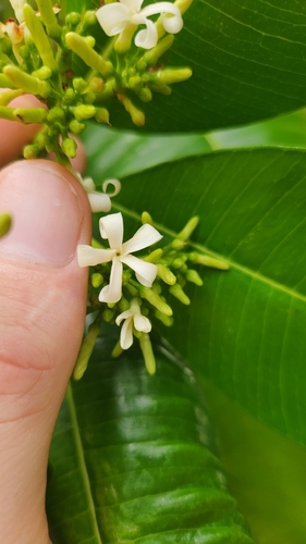 Ochrosia oppositifolia (Ochrosia oppositifolia)