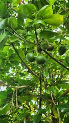 Ochrosia oppositifolia, photograph author not stated, no rights reserved
