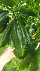 Ochrosia oppositifolia, photograph author not stated, no rights reserved