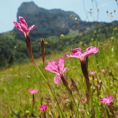 Dianthus deltoides