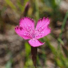 Dianthus deltoides