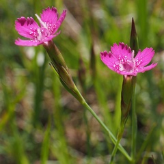 Dianthus deltoides