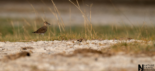 iNaturalist image