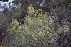 Electranthera mutica