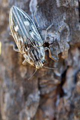 Chalcophora mariana