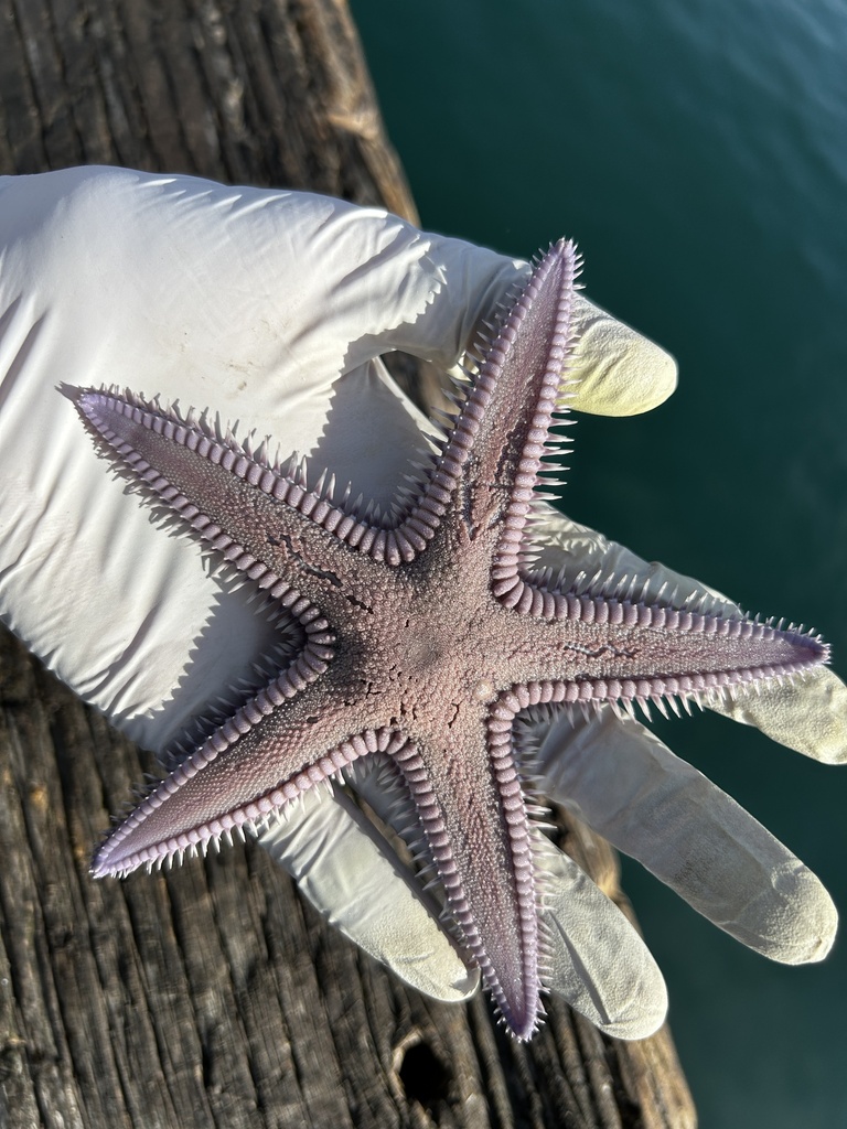 Sand Star Shell Spiny Sand Star from Balboa Pier, Newport Beach, CA, US on December 18 ...