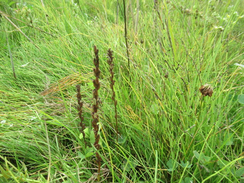 Musk Orchid (Herminium monorchis)