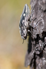 Chalcophora mariana