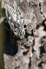 Chalcophora mariana