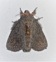 Euglyphis melancholica