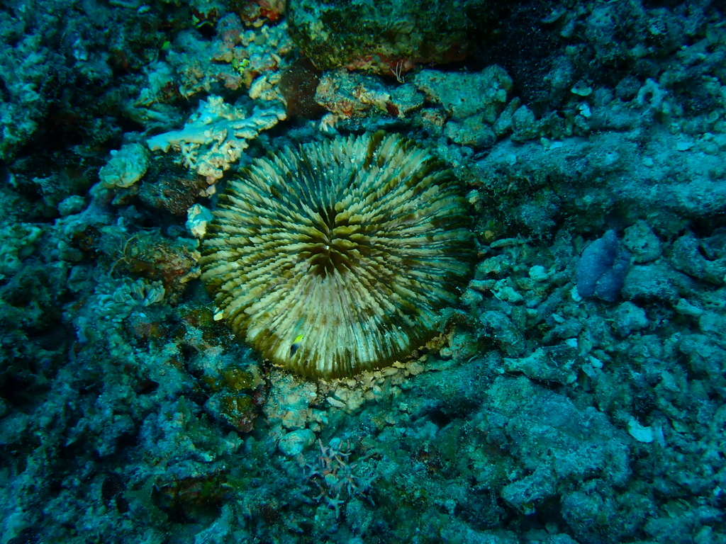 mushroom coral