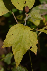 Azanza lampas