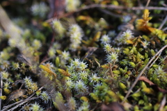 Racomitrium canescens