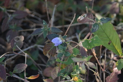 Cynarospermum asperrimum