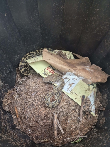 Australian Scrub Python sighting