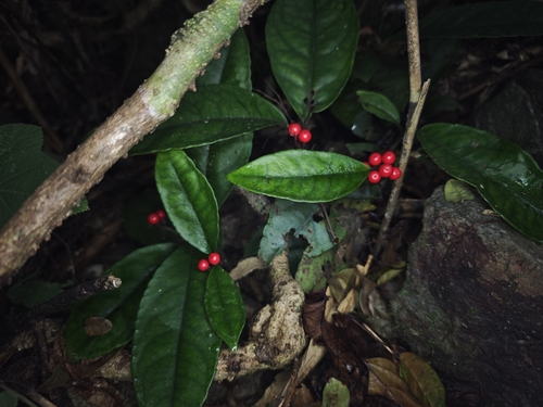 Ardisia brevicaulis