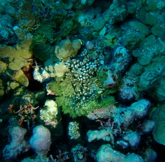 Halichondria cartilaginea