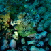 Halichondria cartilaginea