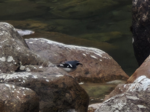 Slaty-backed Forktail