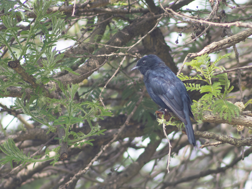 Southern Black-Flycatcher