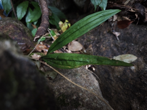 Dunn's Tainia
