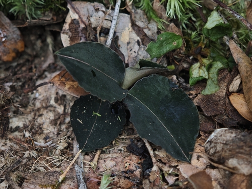 Anoectochilus roxburghii
