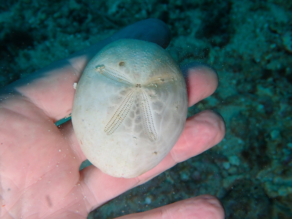 Mauve Heart Urchin