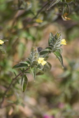 Tetramerium