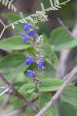 Salvia connivens