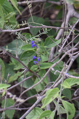 Salvia connivens