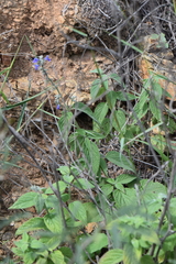 Salvia connivens