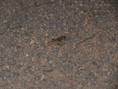 Fejervarya limnocharis