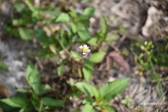 Tridax procumbens image