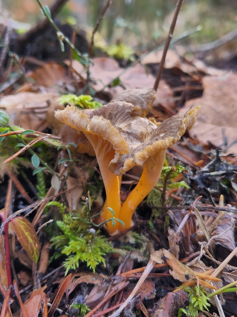 Craterellus tubaeformis · November 2025 · photo: © charmander88 (iNaturalist, cc-by)