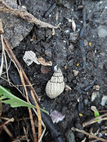 Tritia nitida