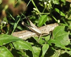Schistocerca camerata