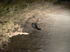 Paradoxurus musangus