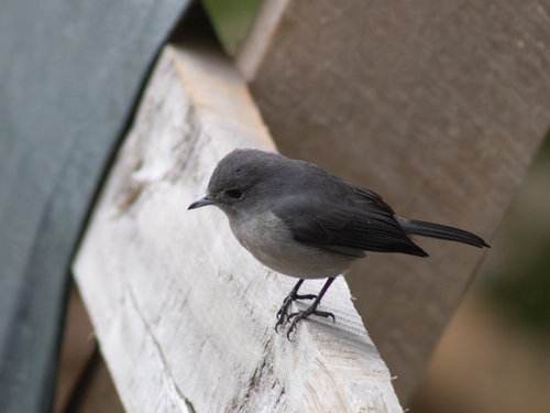 White-eyed Slaty-Flycatcher
