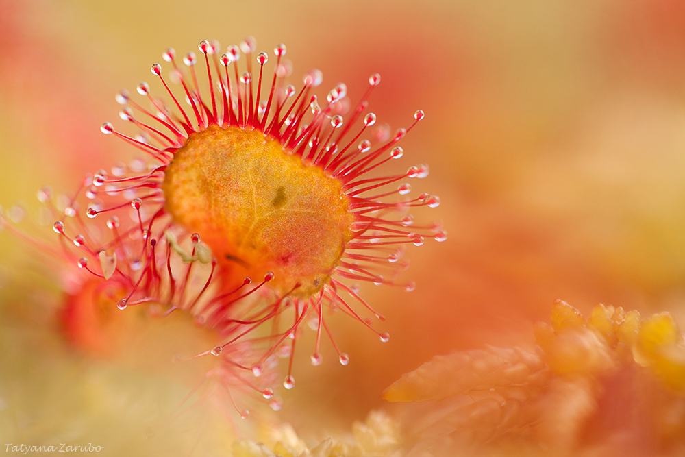 Drosera rotundifolia L.