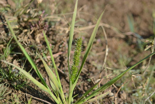 Image of Elytrophorus spicatus by no rights reserved