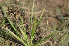 Elytrophorus spicatus (Elytrophorus spicatus)