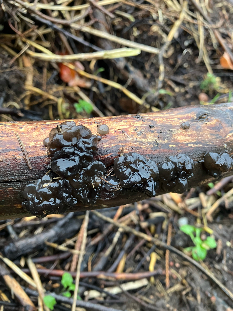 Exidia nigricans · December 2025 · photo: © uotilafi (iNaturalist, cc0)