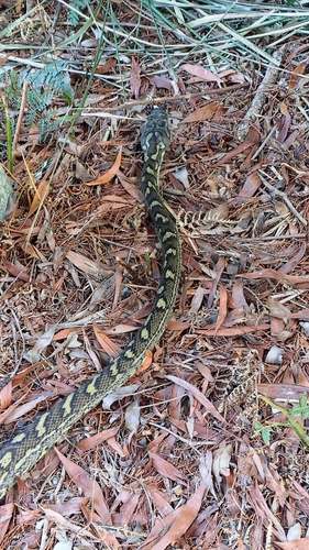 Carpet Python sighting