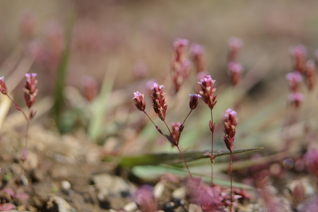 Rotala tenuis