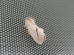 Phiala