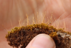 Tortella flavovirens