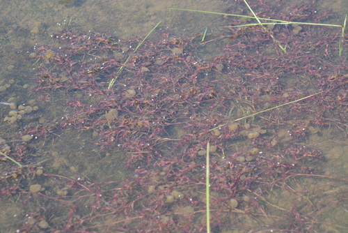 Image of Nechamandra alternifolia by no rights reserved