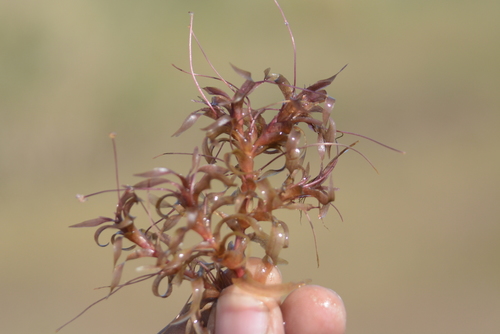 Image of Nechamandra alternifolia by no rights reserved